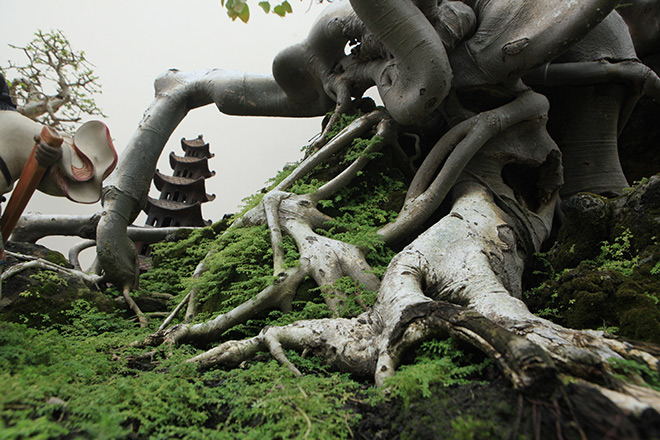 Cây bồ đề có bộ rễ ảo diệu, có tiền thiếu duyên cũng không mua được